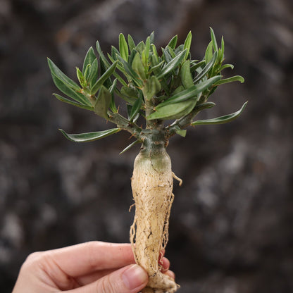 Pachypodium bispinosum