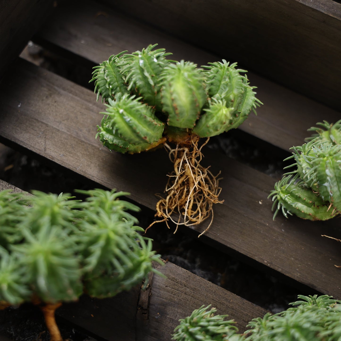 Euphorbia fimbriata hybrid