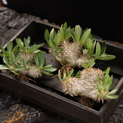 Pachypodium eburneum