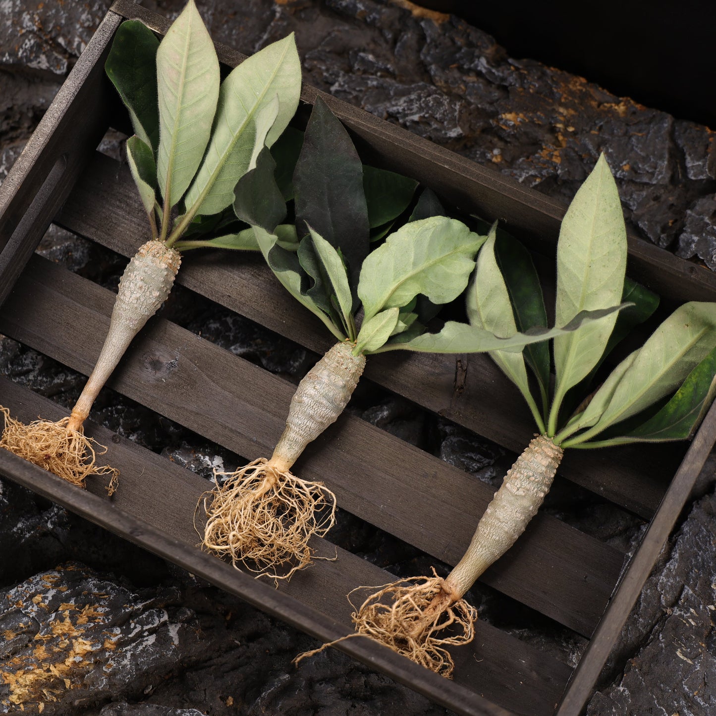 Euphorbia ankarensis