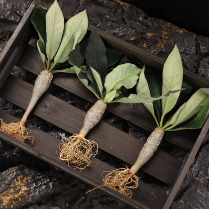 Euphorbia ankarensis