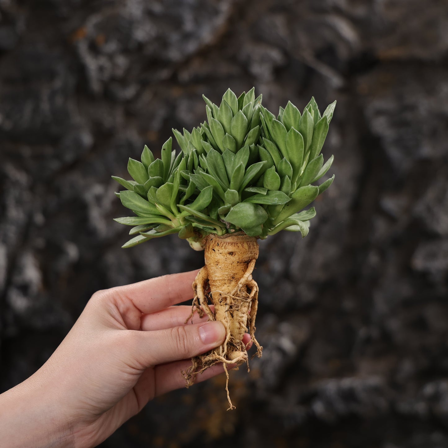 Euphorbia guentheri / Monadenium guentheri