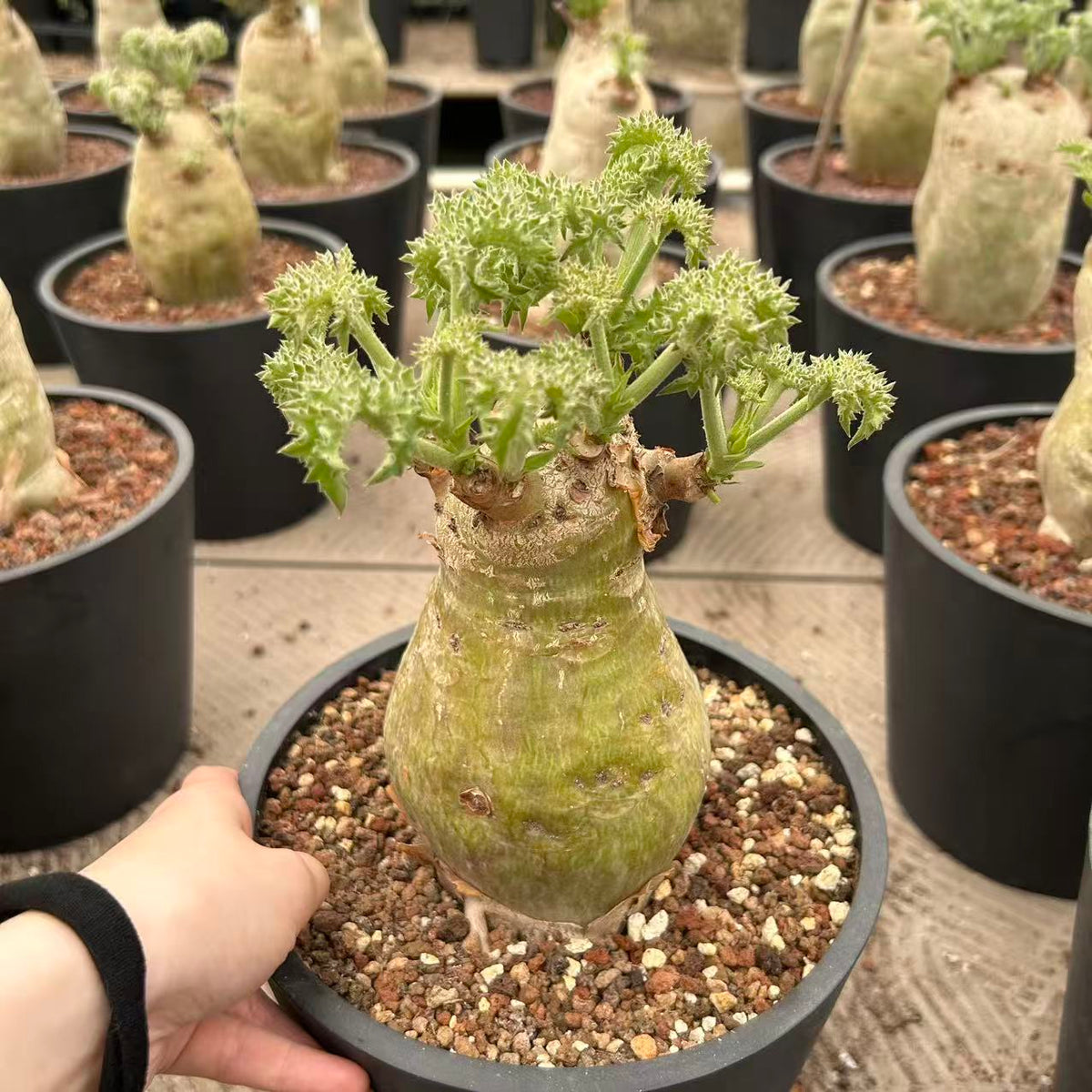 Cyphostemma uter var. macropus (Angola) - BotanicalCollector