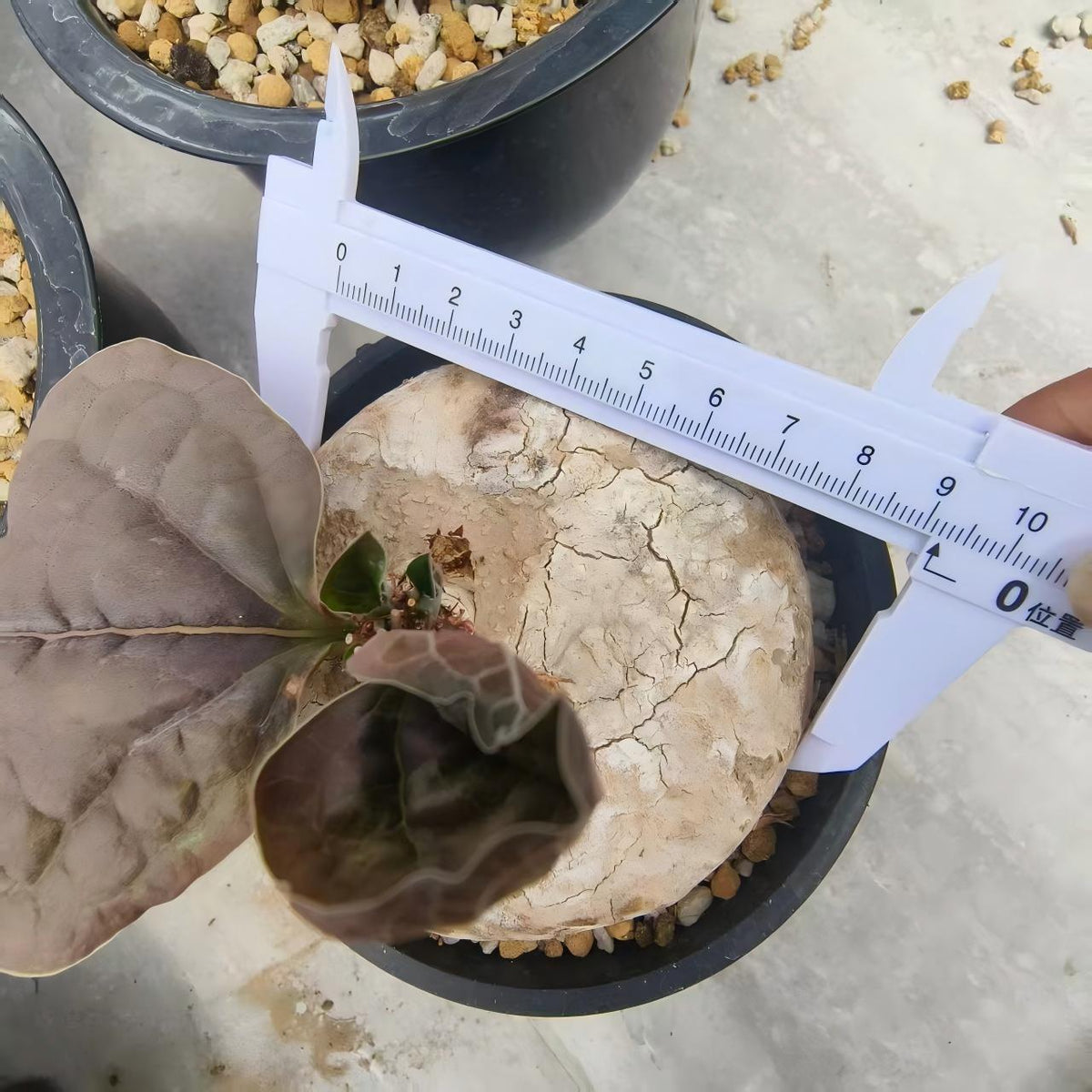Adenia ovata