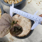 Adenia ovata