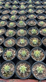 Euphorbia pulvinata 'Variegata' ｜Euphorbia meloformis 'Variegata'-Euphorbia-W4cm&W7.5cm-image-5