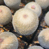 Epithelantha micromeris - BotanicalCollector