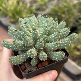 Euphorbia ramiglans — plant photograph 2