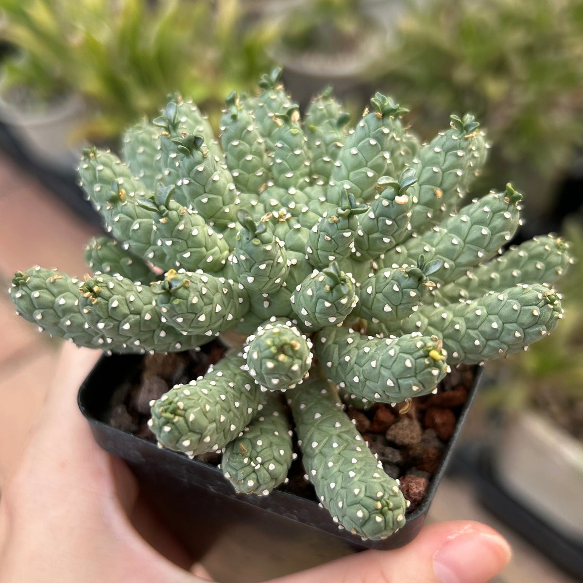 Euphorbia ramiglans — plant photograph 3