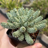 Euphorbia ramiglans — plant photograph 3