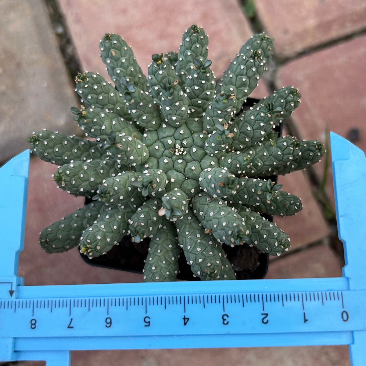 Euphorbia ramiglans — plant photograph 4