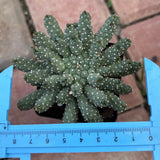 Euphorbia ramiglans — plant photograph 4