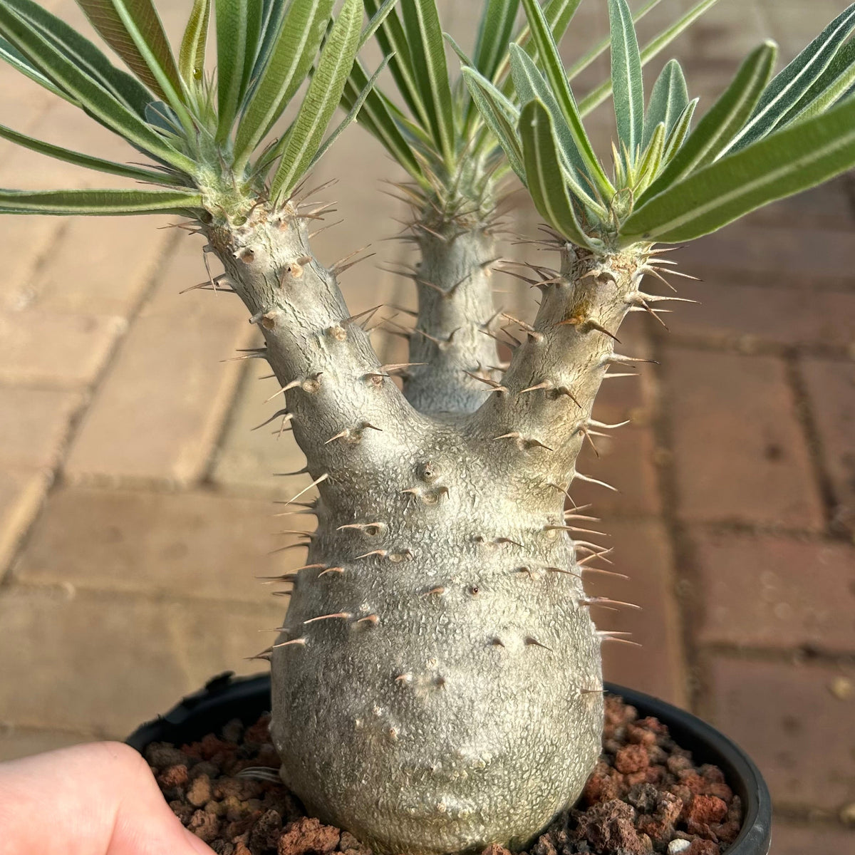 Pachypodium rosulatum var. gracilius