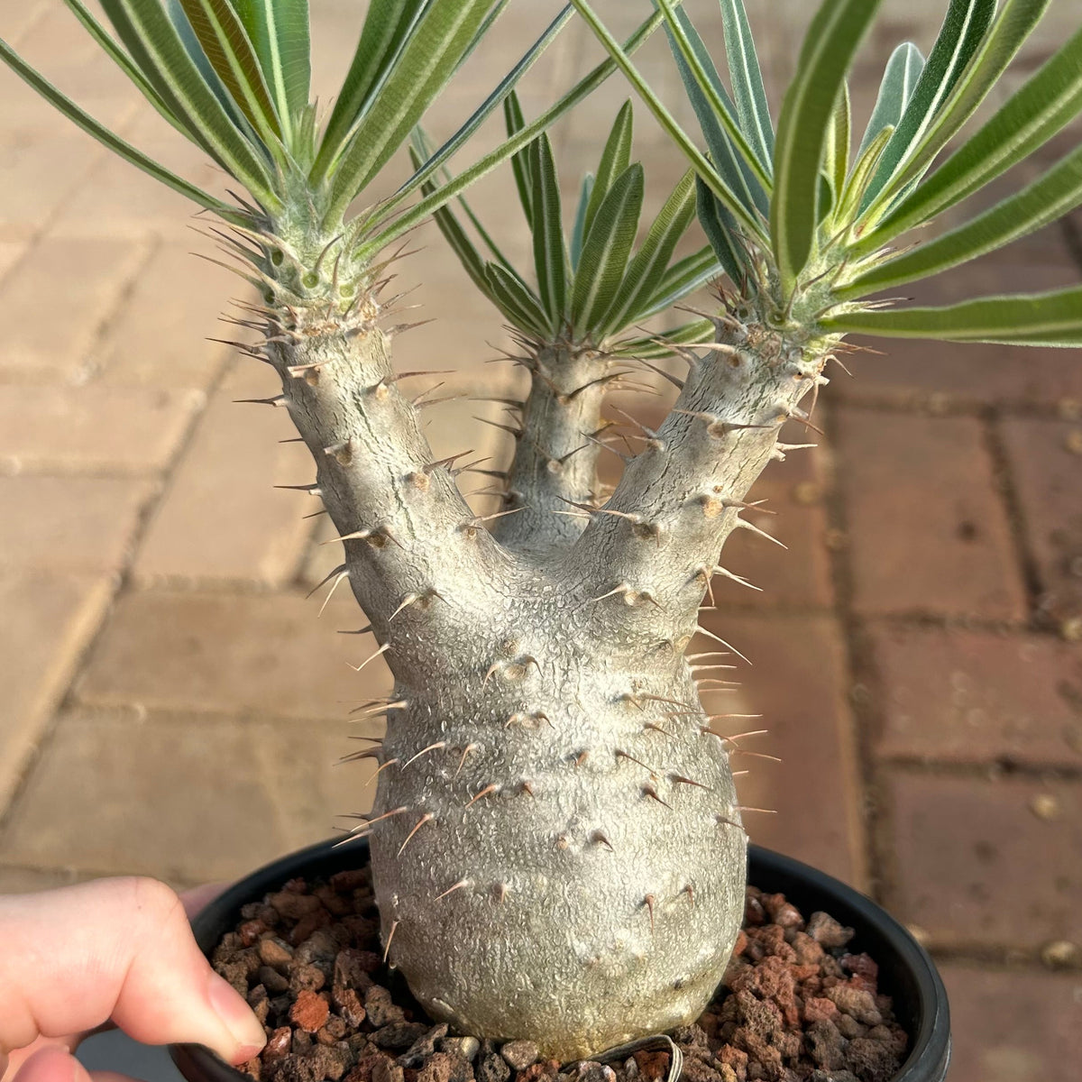 Pachypodium rosulatum var. gracilius