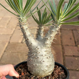 Pachypodium rosulatum var. gracilius