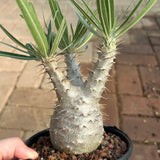 Pachypodium rosulatum var. gracilius