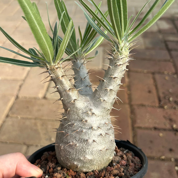 Pachypodium rosulatum var. gracilius