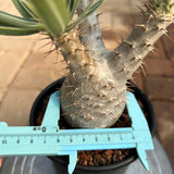 Pachypodium rosulatum var. gracilius