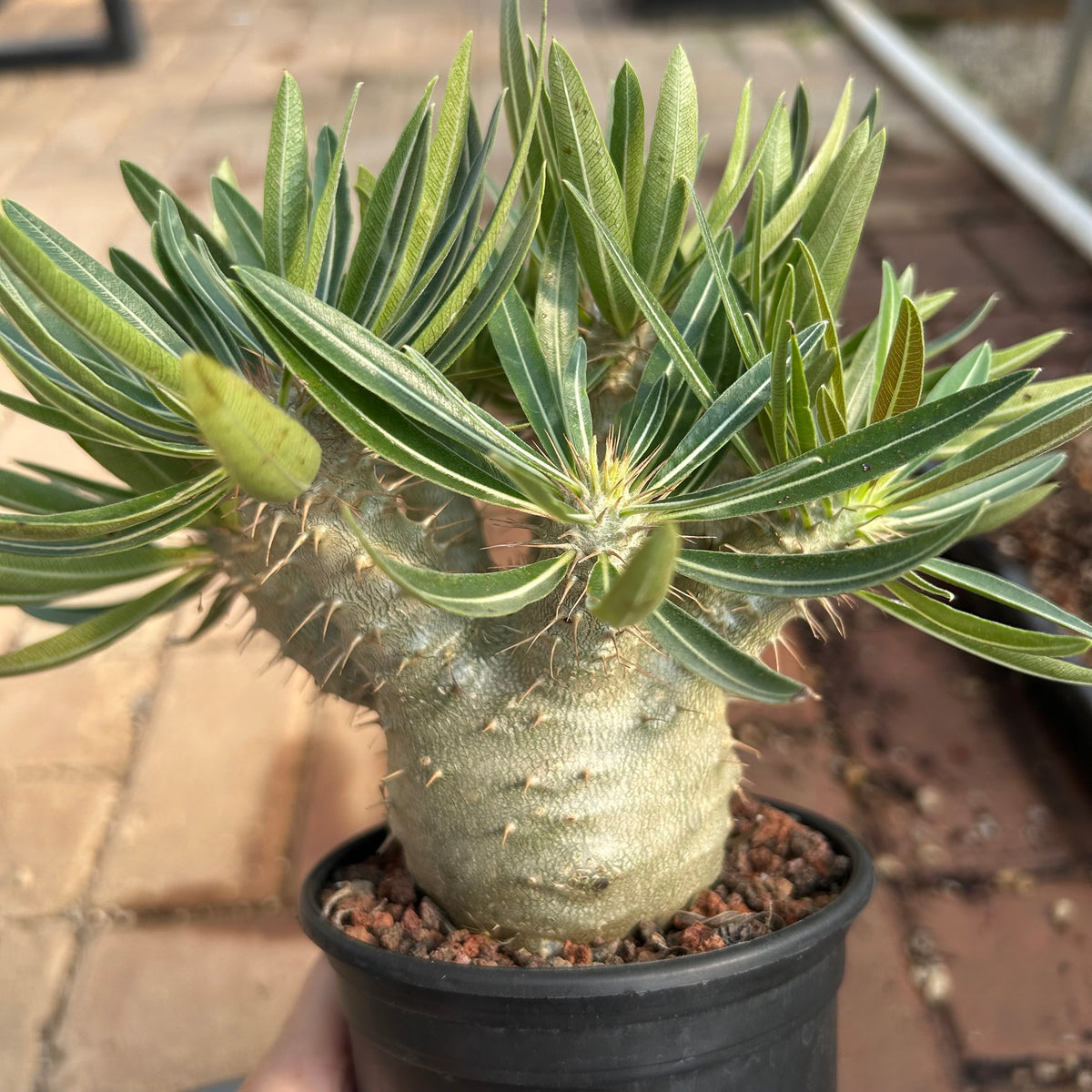 Pachypodium rosulatum var. gracilius