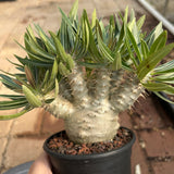Pachypodium rosulatum var. gracilius