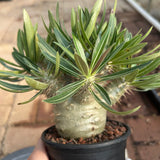 Pachypodium rosulatum var. gracilius