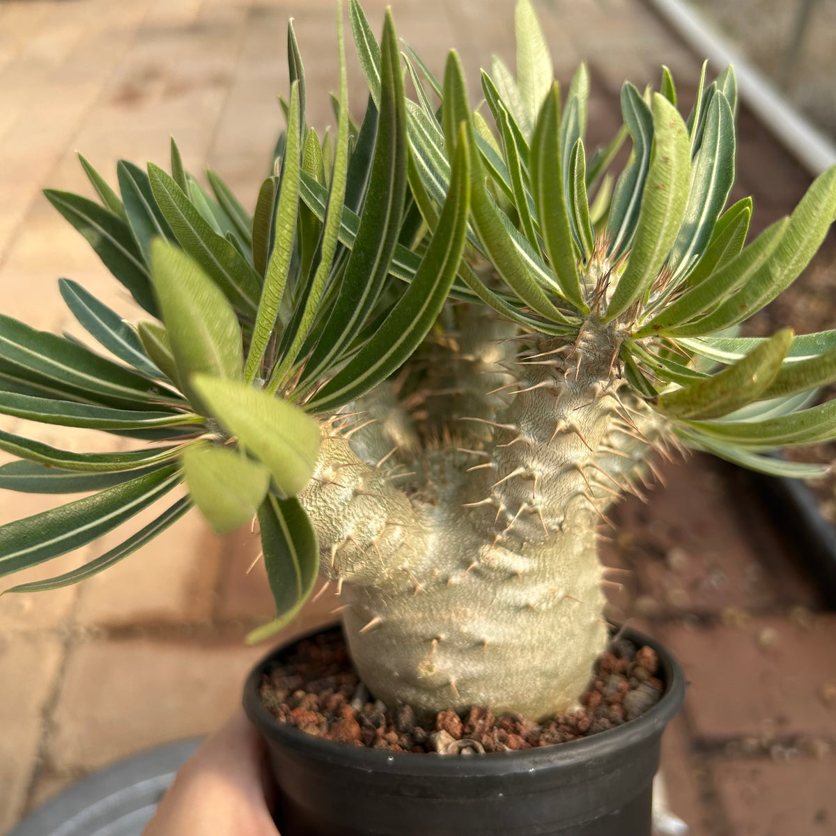 Pachypodium rosulatum var. gracilius