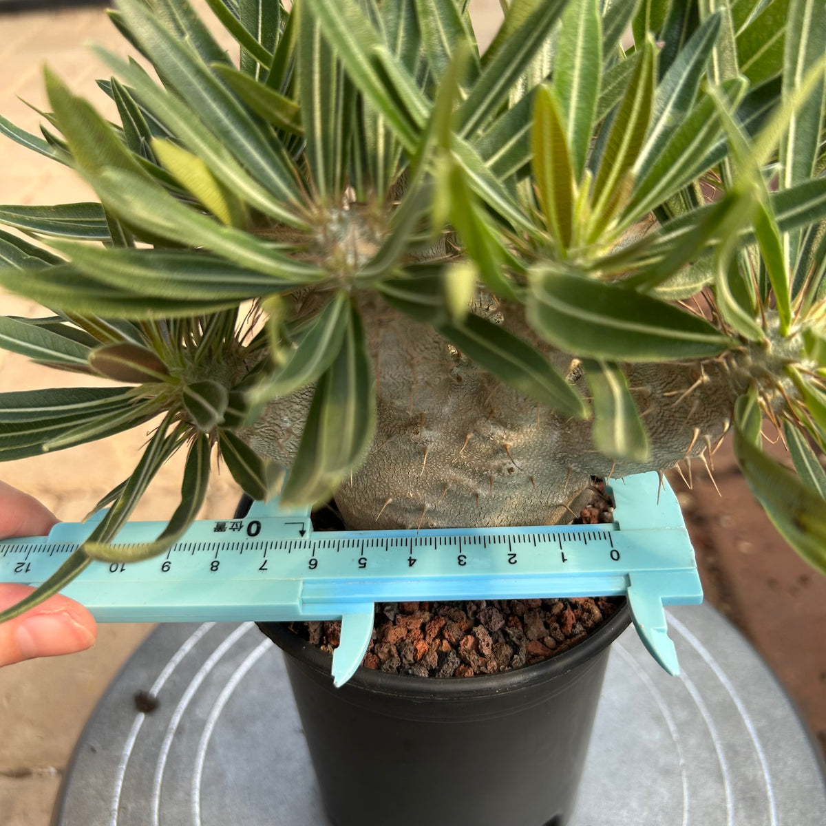 Pachypodium rosulatum var. gracilius