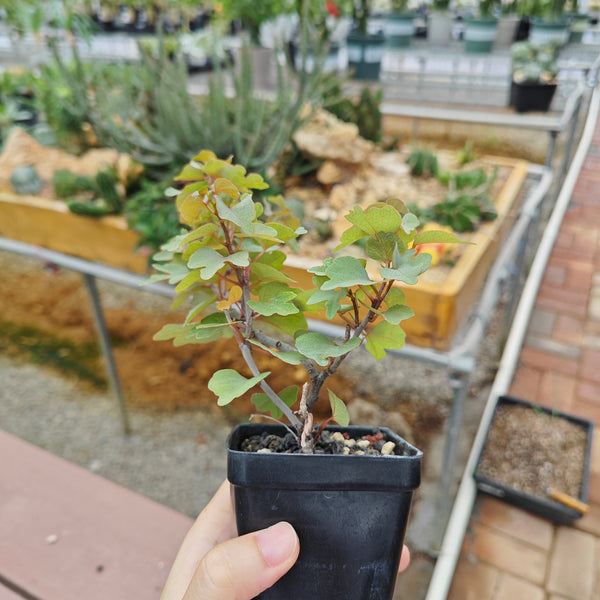 Adenia isaloensis — plant photograph 1