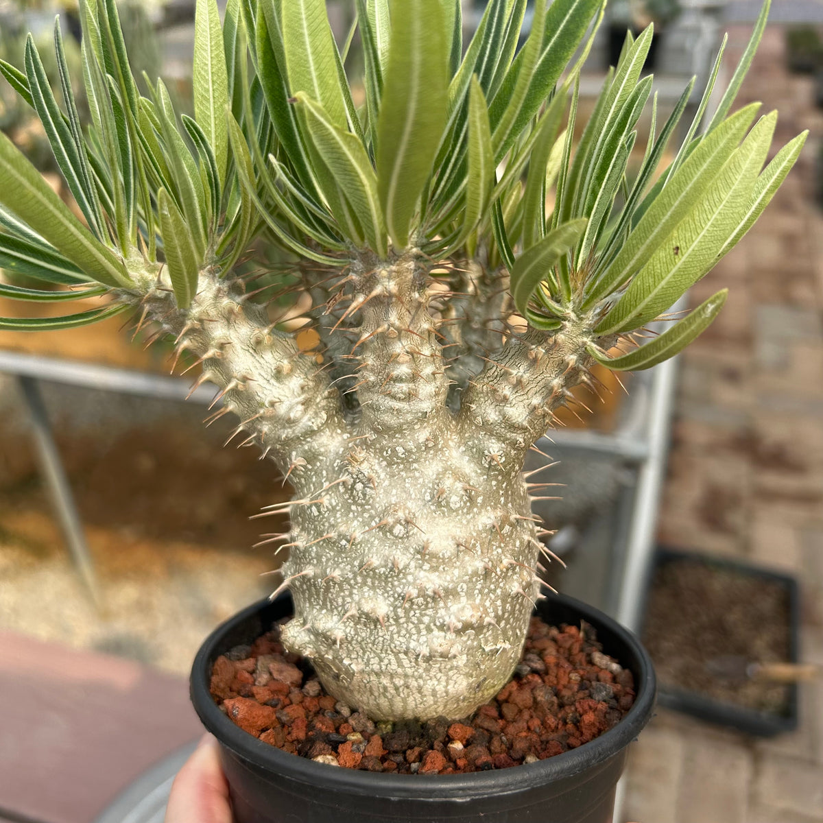 Pachypodium rosulatum var. gracilius