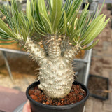 Pachypodium rosulatum var. gracilius