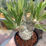 Pachypodium rosulatum var. gracilius