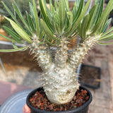 Pachypodium rosulatum var. gracilius