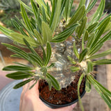 Pachypodium rosulatum var. gracilius