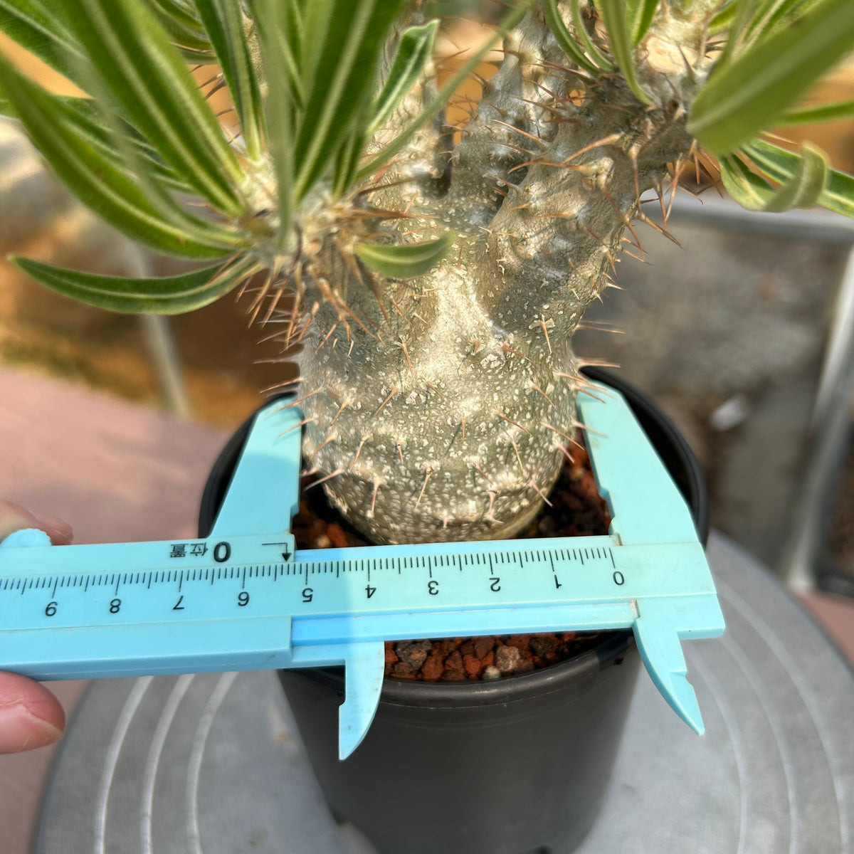 Pachypodium rosulatum var. gracilius