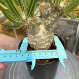 Pachypodium rosulatum var. gracilius