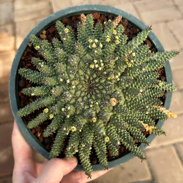 Euphorbia atroviridis