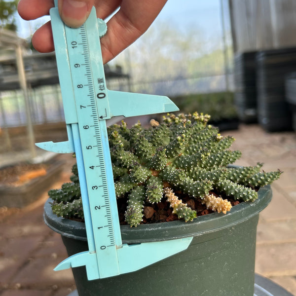Euphorbia atroviridis — specimen shown with a caliper or ruler for scale