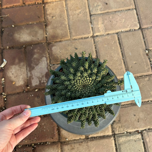 Euphorbia atroviridis — plant photograph 5
