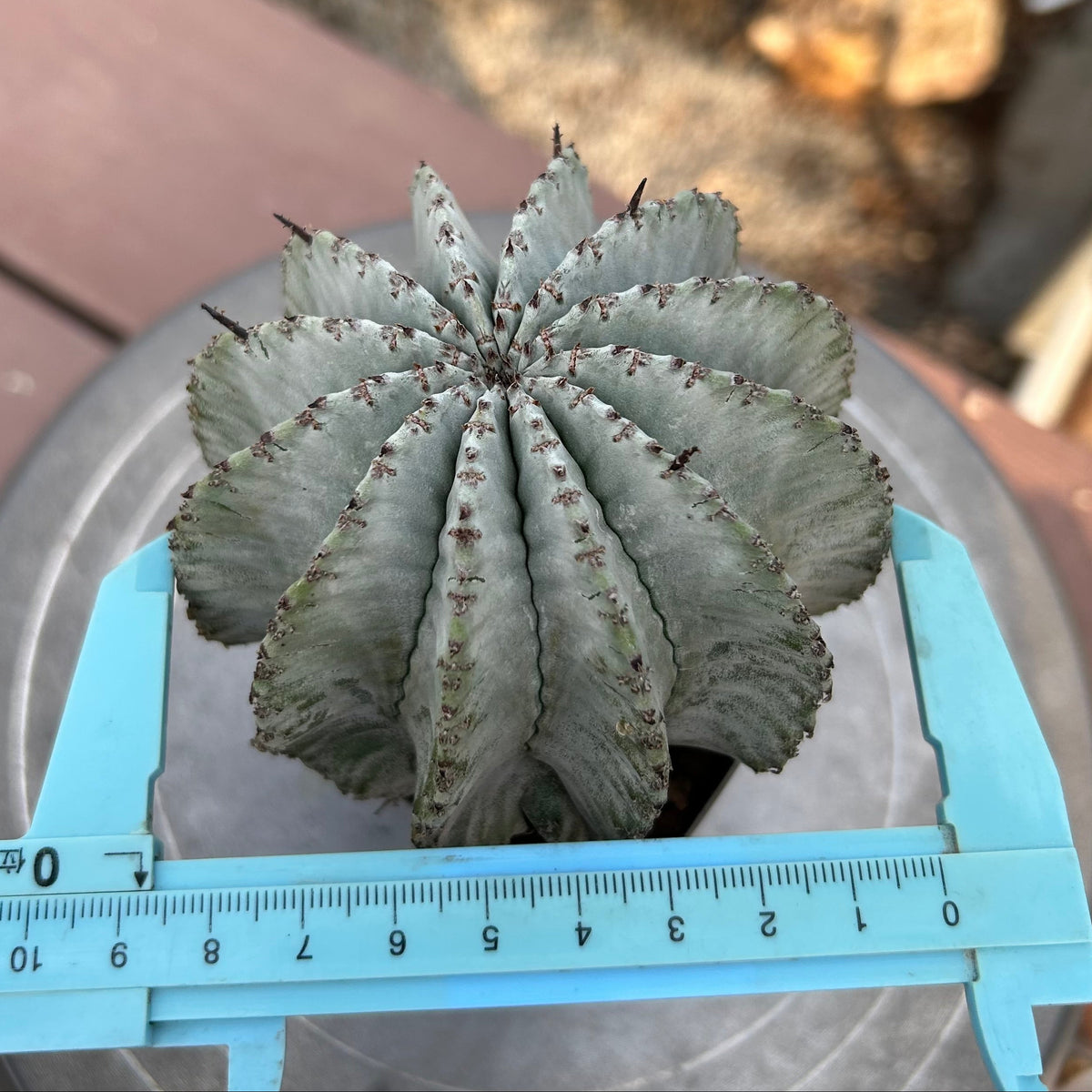 Euphorbia horrida