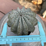 Euphorbia horrida