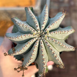 Euphorbia horrida