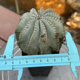 Euphorbia horrida