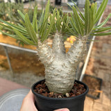 Pachypodium rosulatum var. gracilius