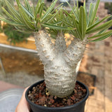 Pachypodium rosulatum var. gracilius