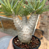 Pachypodium rosulatum var. gracilius