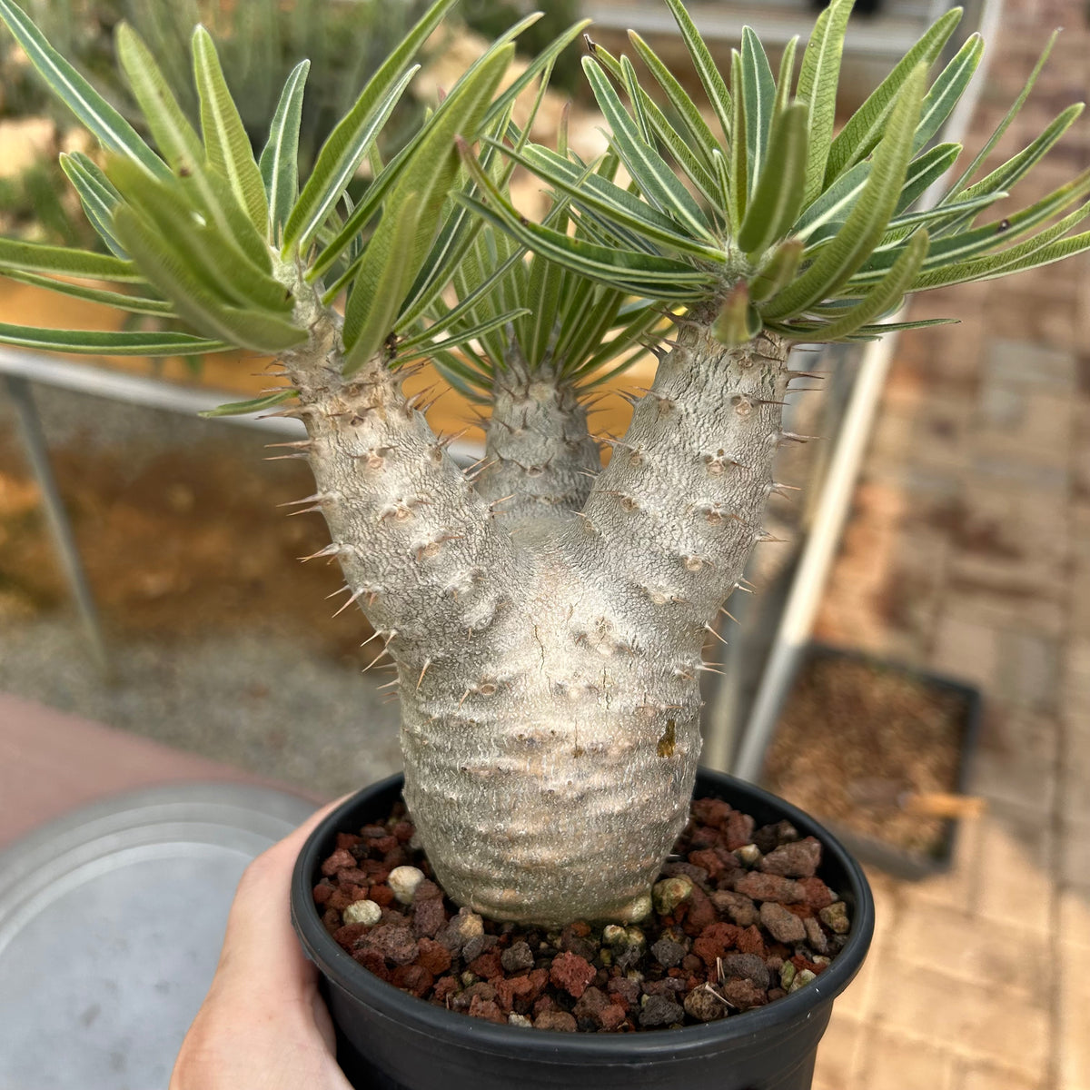 Pachypodium rosulatum var. gracilius