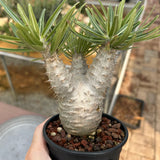 Pachypodium rosulatum var. gracilius
