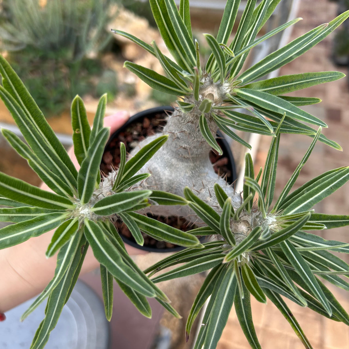 Pachypodium rosulatum var. gracilius