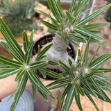 Pachypodium rosulatum var. gracilius