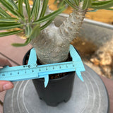 Pachypodium rosulatum var. gracilius